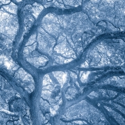 Fine art photograph by Paula McIntosh of PJM Photography featuring the intricate, sweeping branches of a grand oak tree, bathed in soft light and rendered in cool blue tones.