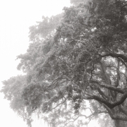 Fine art photograph by Paula McIntosh of PJM Photography depicting a majestic live oak tree draped in Spanish moss, emerging through soft morning fog in a serene, monochromatic landscape.