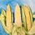 Watercolor and gouache painting of corn